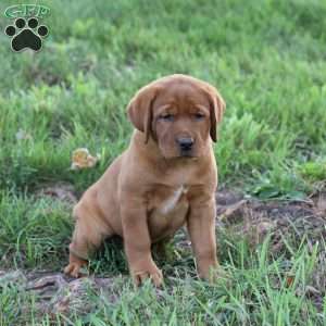 Daisy, Fox Red Labrador Retriever Puppy